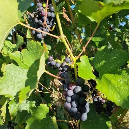 Casita Alegria & Alegria - 2 D'hotes Plassac